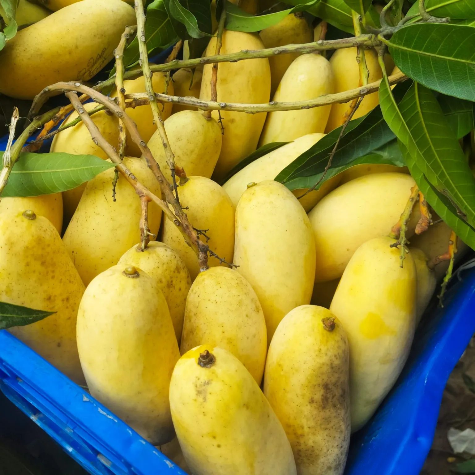 ব্যান্যানা আম ২২ কেজি Banana Mango 22 KG
