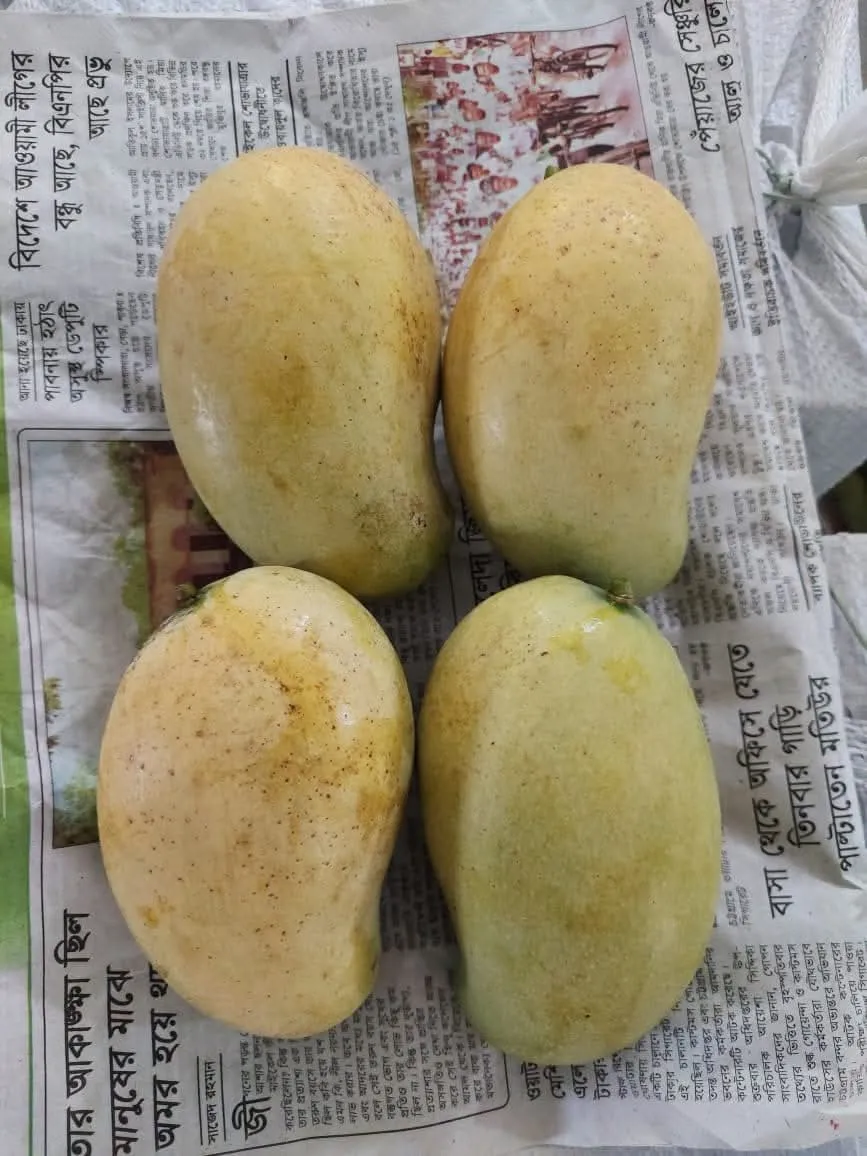ফ্রুটব্যাগিং আম্রপালি আম ১০ কেজি  Fruitsbag Amrupali Mango 10 KG