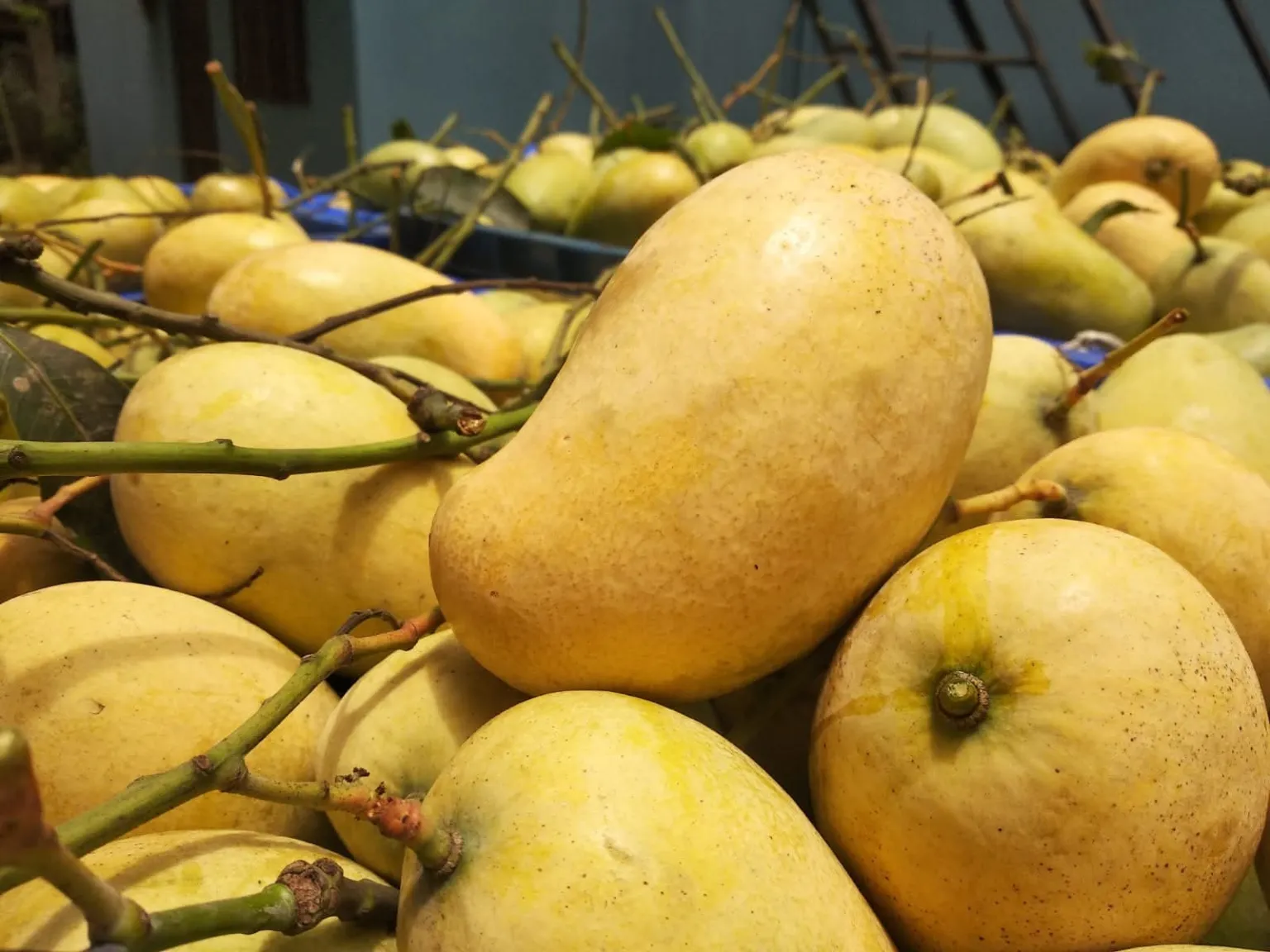 ফ্রুটব্যাগিং আম্রপালি আম ১০ কেজি  Fruitsbag Amrupali Mango 10 KG