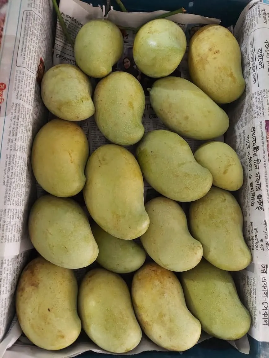 ফ্রুটব্যাগিং আম্রপালি আম ১০ কেজি  Fruitsbag Amrupali Mango 10 KG