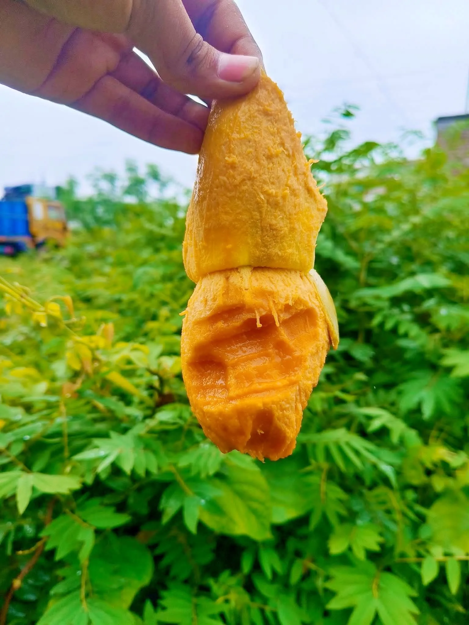 ফ্রুটব্যাগিং আম্রপালি আম ১০ কেজি  Fruitsbag Amrupali Mango 10 KG