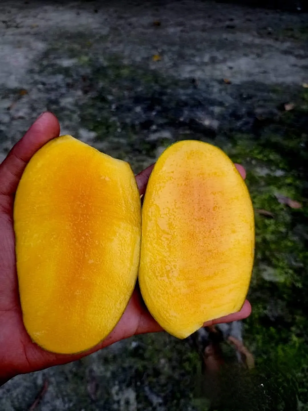 ফজলি আম ১০ কেজি Fazli Mango 10 Kg