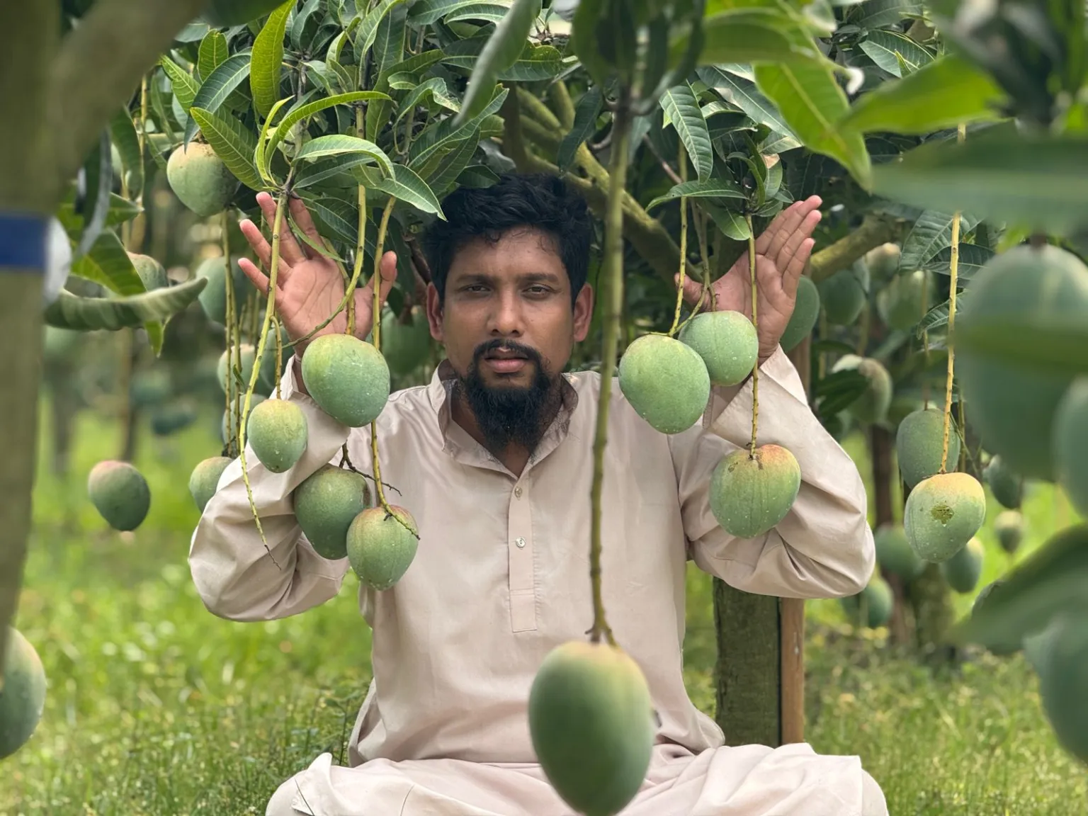 বারি-৪ আম ১০ কেজি  Bari-4 Mango 1