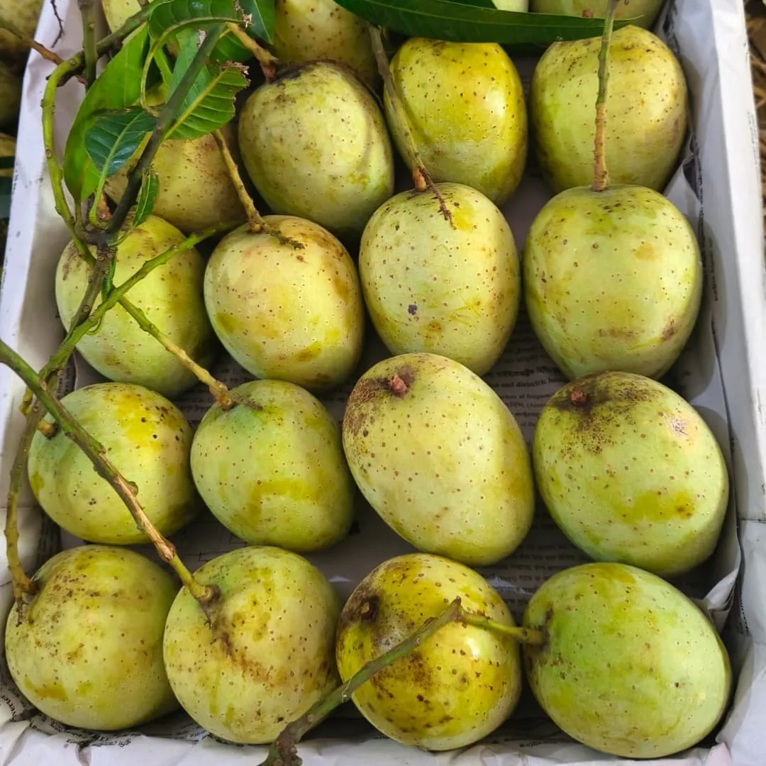 গৌড়মতি আম ২২ কেজি  Gourmoti Mango 22 KG