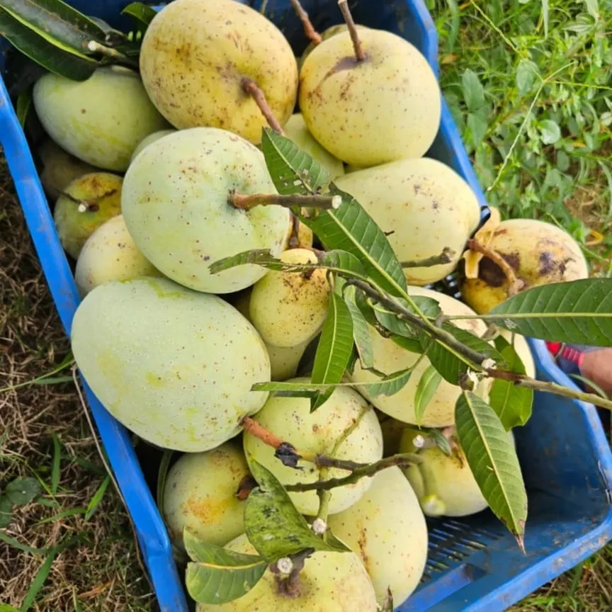 গৌড়মতি আম ৬ কেজি Gourmoti Mango 6 KG
