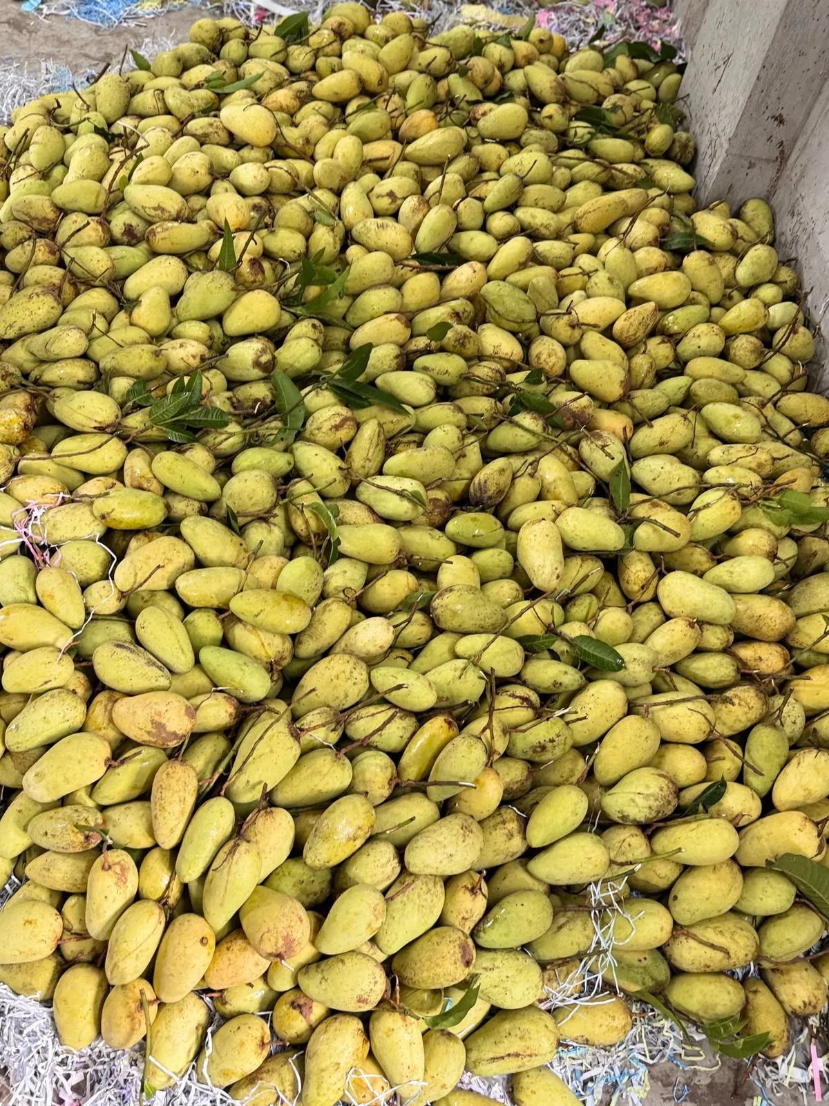 কাটিমন আম ১০ কেজি katimon mango 10 kg